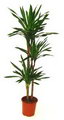 RIKKI PLANT